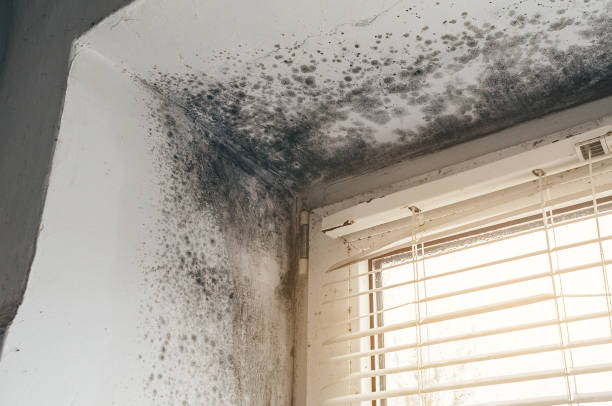 Affordable Mold Remediation solutions in Bennett, CO